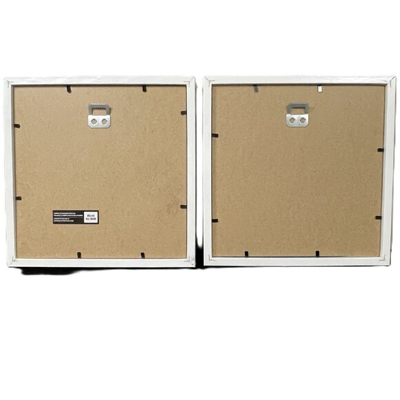 Real Sand Dollar Pictures Set of 2 - Picture 7 of 7